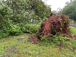 Storm damage fallen trees